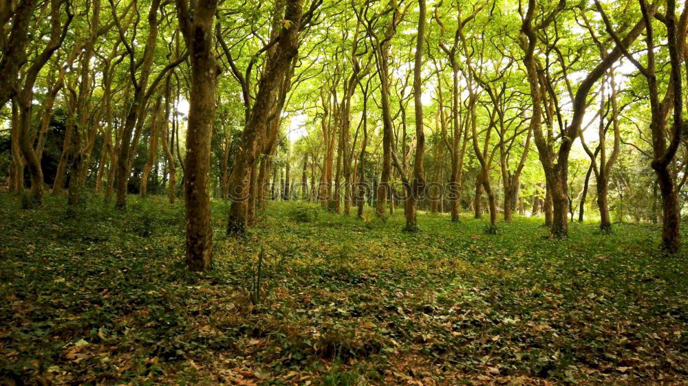 Similar – Rows of trees in forest