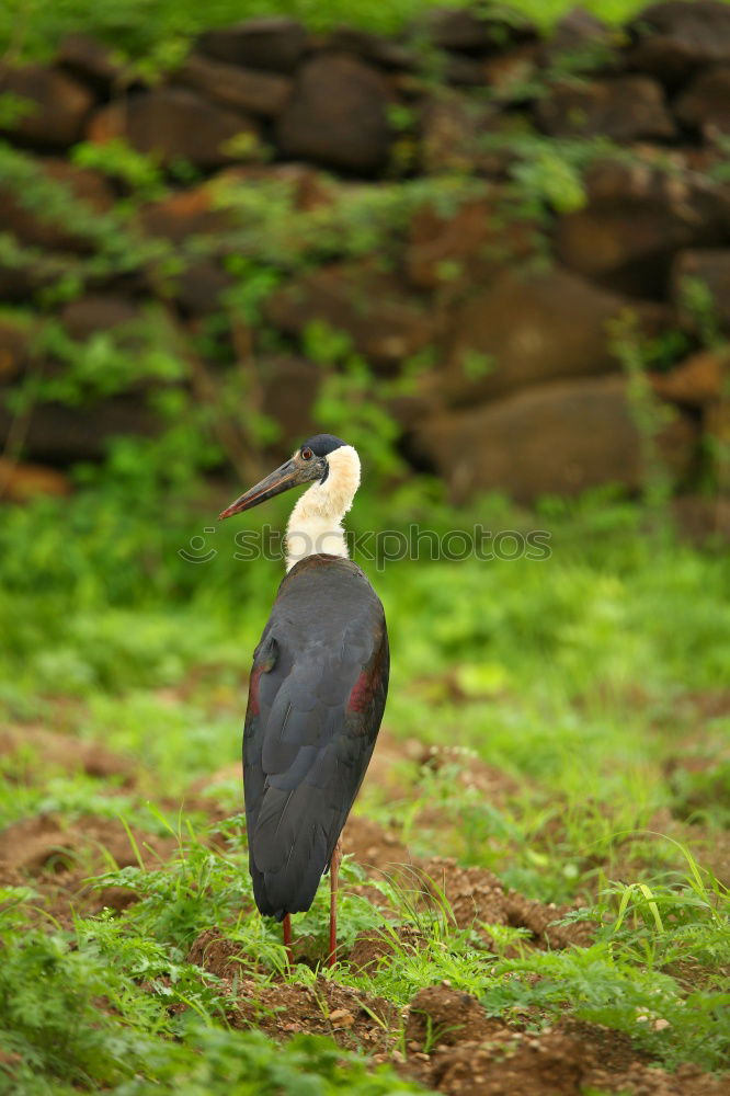 Similar – Stork in salad Environment