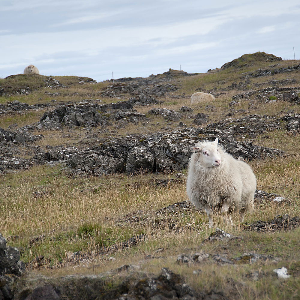 Similar – Image, Stock Photo Lister sheep Beach Ocean