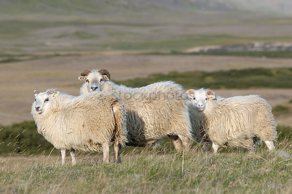 Similar – Image, Stock Photo sheep Agriculture Forestry