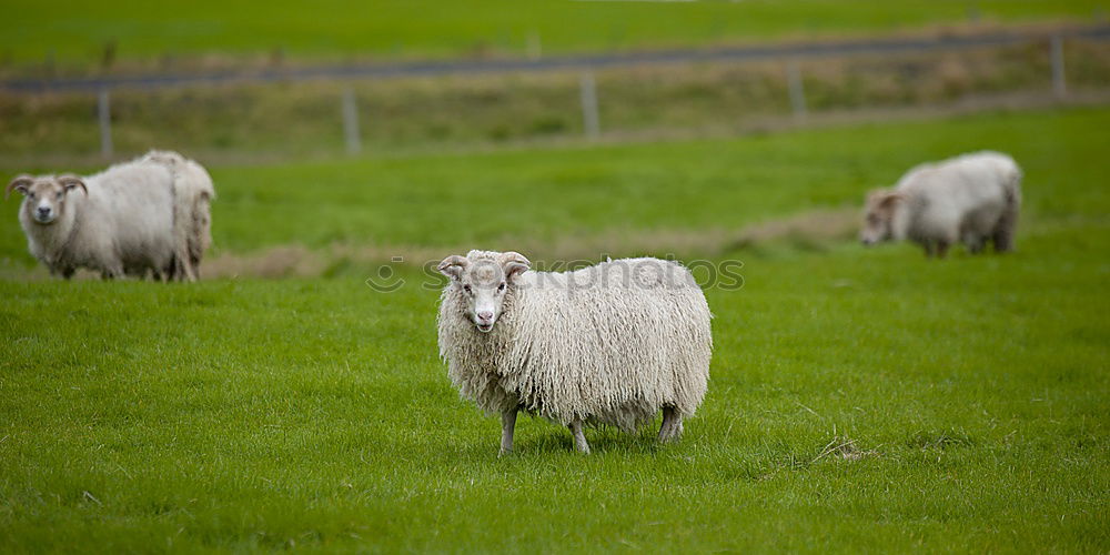 Similar – Sheep grazing in Lofoten, Norway