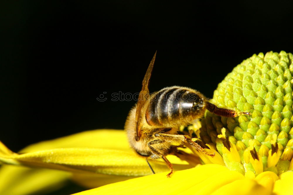 Similar – Erdbiene ( Andrena florea ) 05