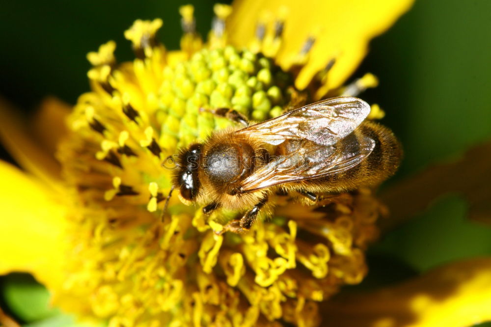 Similar – Erdbiene ( Andrena florea ) 05