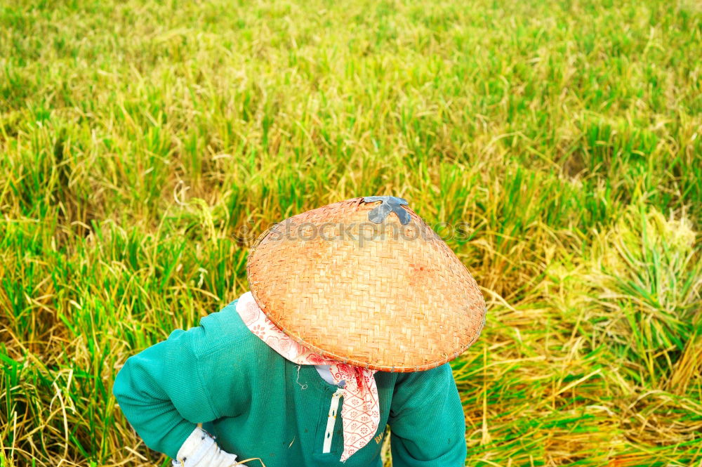 Similar – Stork in salad Feminine