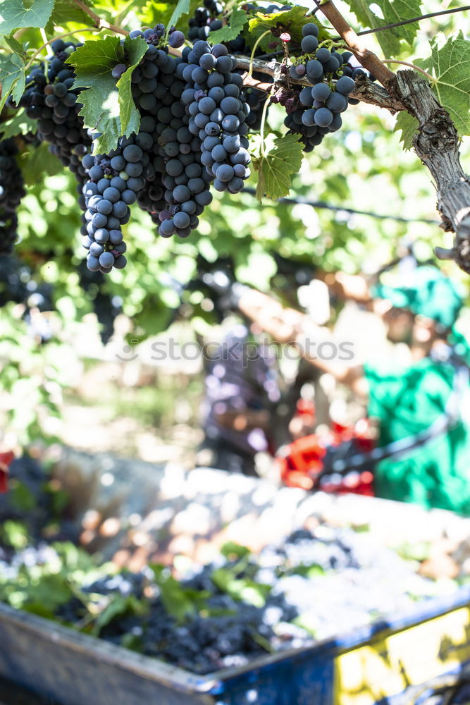 Similar – Image, Stock Photo Main ingredients for wine