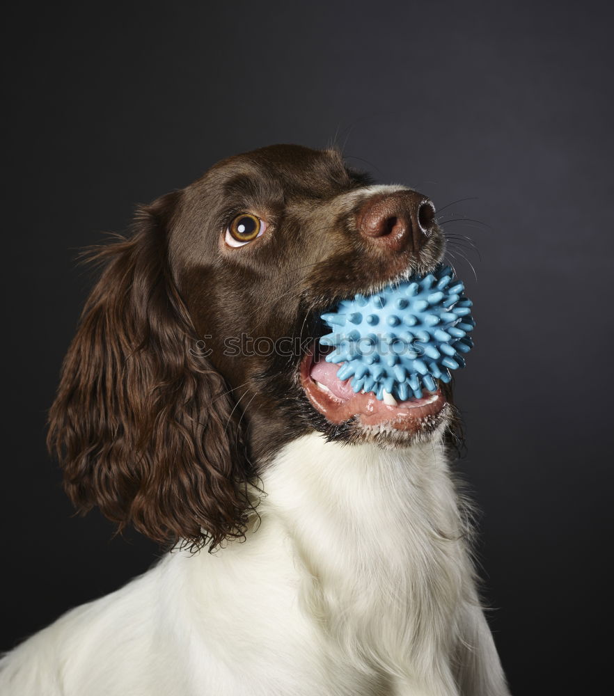 Wurzi and the ball Playing