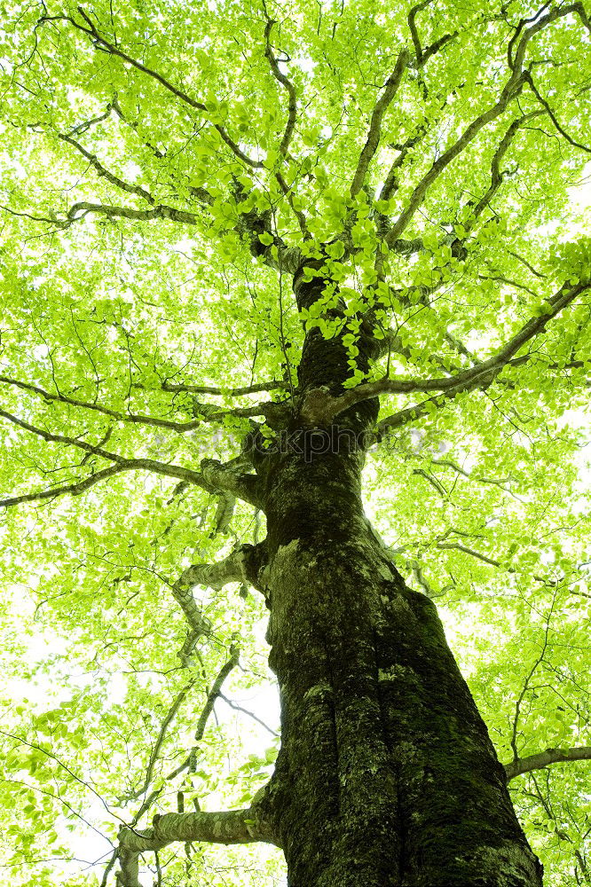 Similar – Image, Stock Photo Green Lung Colour photo