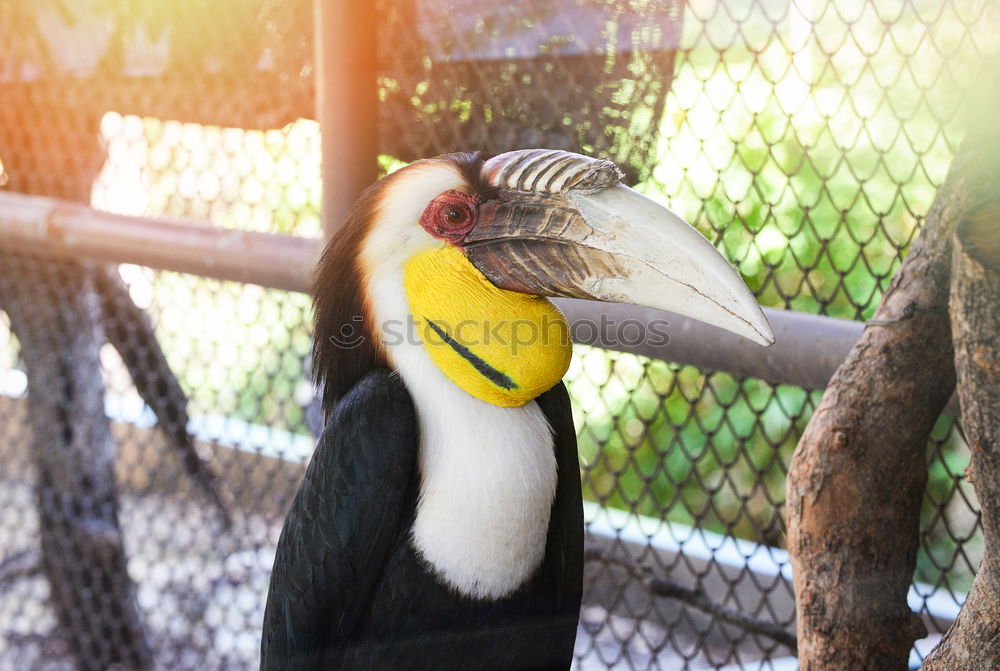 Similar – Image, Stock Photo parrot shower Animal Pet