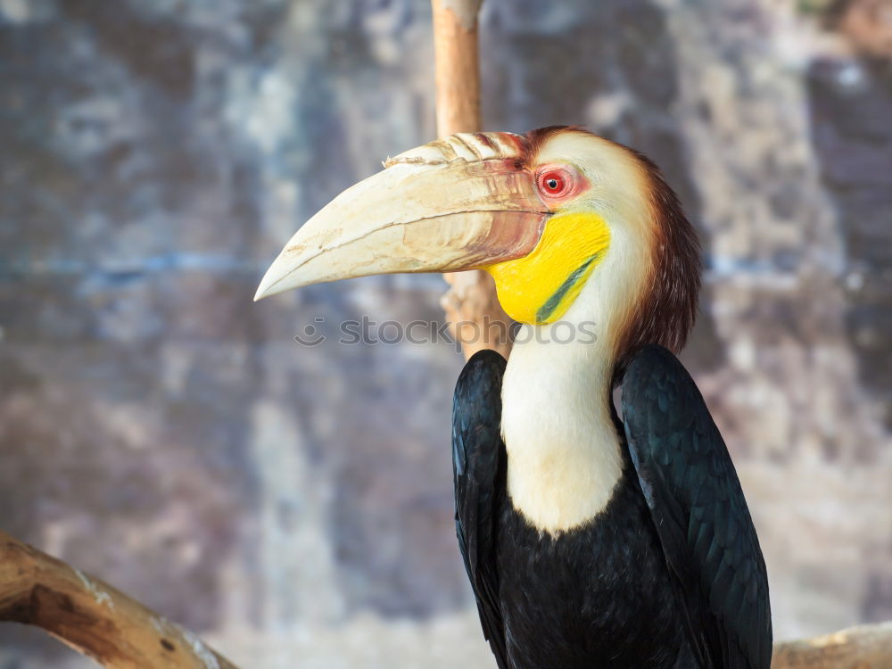 Similar – Image, Stock Photo pelican Paracas Peru