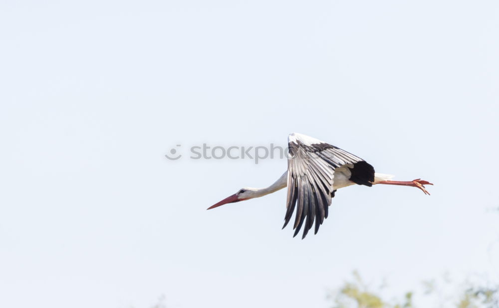 Similar – Image, Stock Photo Flies! Nature Animal Sky