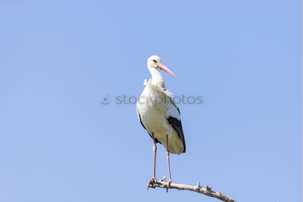 Similar – stork Sky Clouds