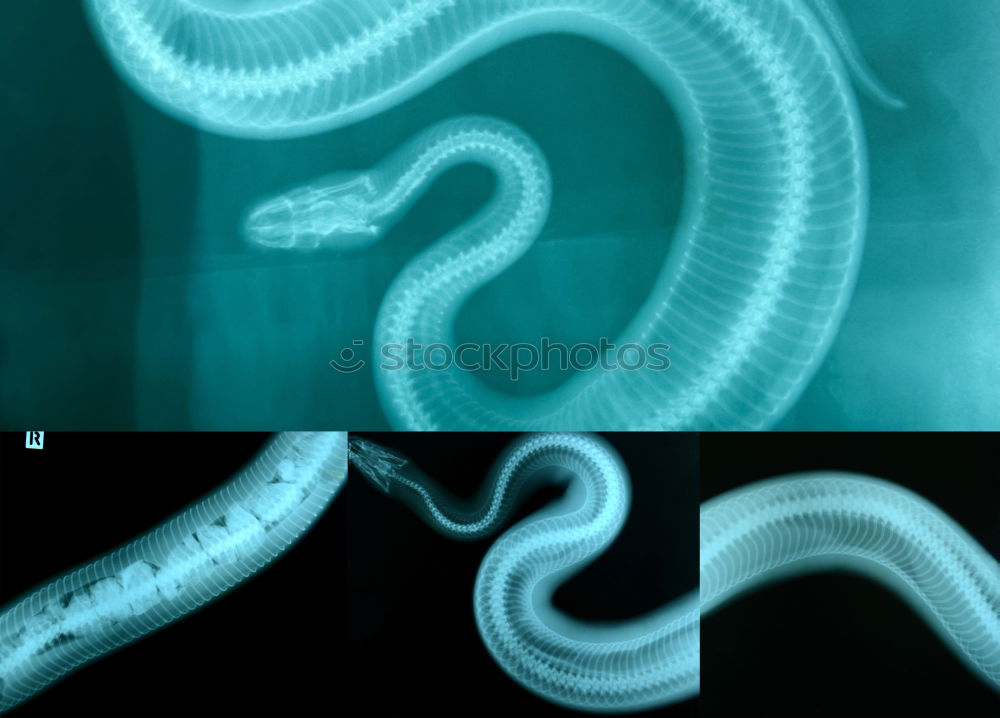 Similar – Image, Stock Photo Slow-worm, Anguis, fragilis, lizard, lizard,