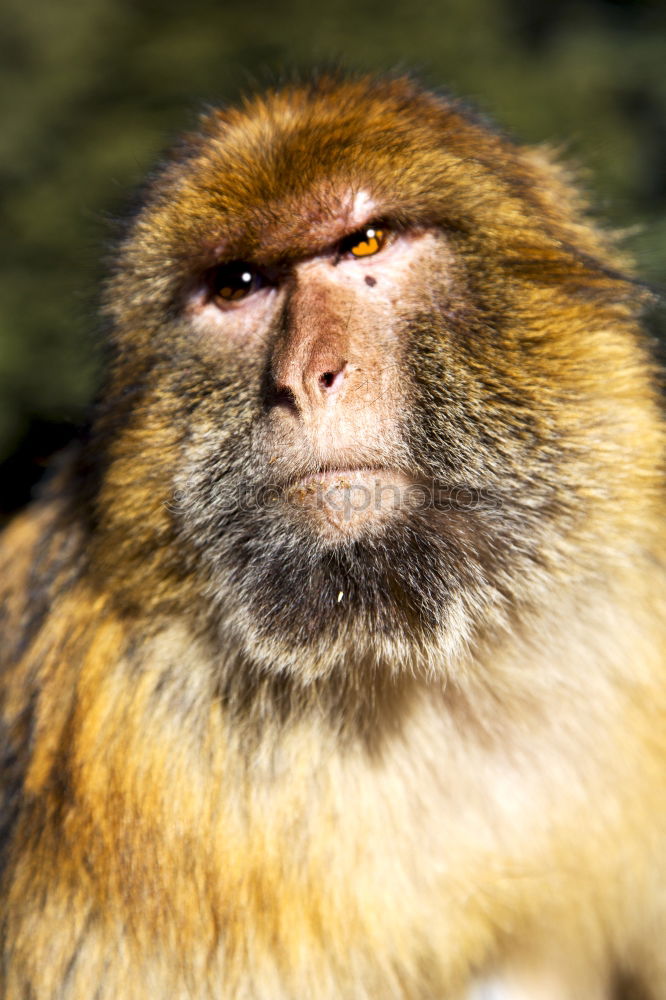 Similar – Image, Stock Photo mask wearer Animal