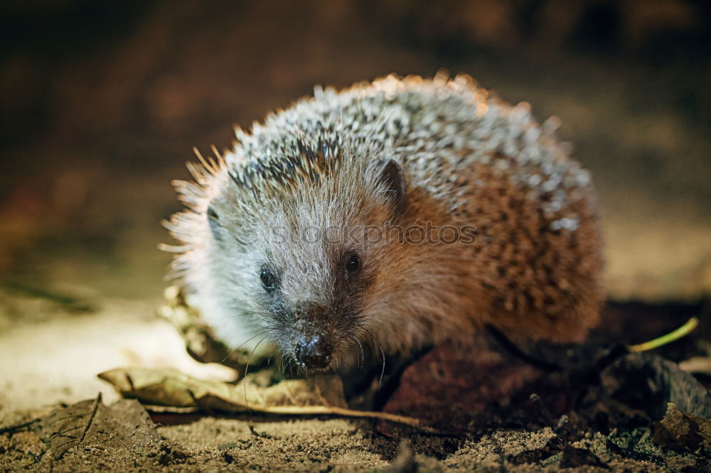 Similar – Image, Stock Photo hedgehogs Nature Animal