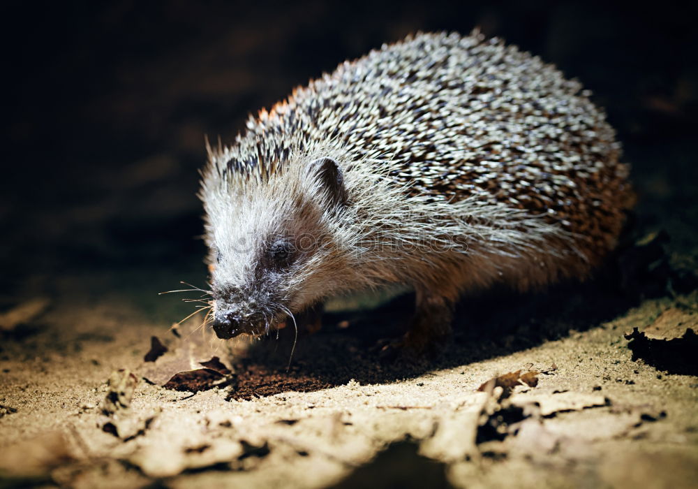 Similar – hedgehog walk Wild animal