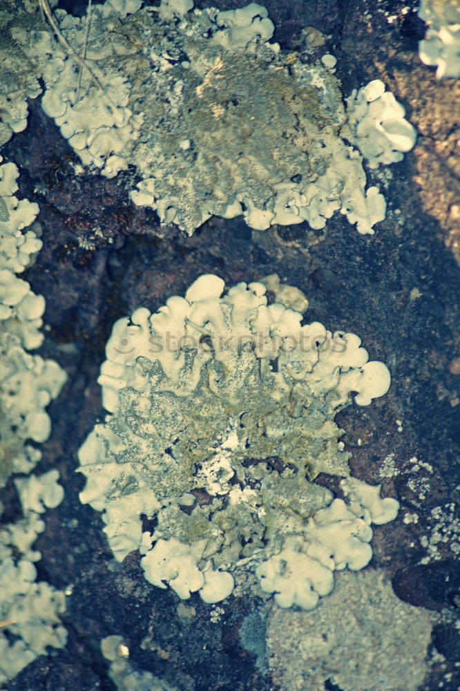 Similar – Lichen Growth Stone Plant