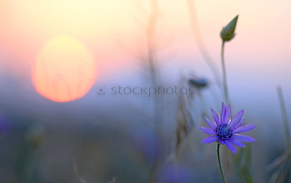 Similar – Image, Stock Photo On the lakeshore III