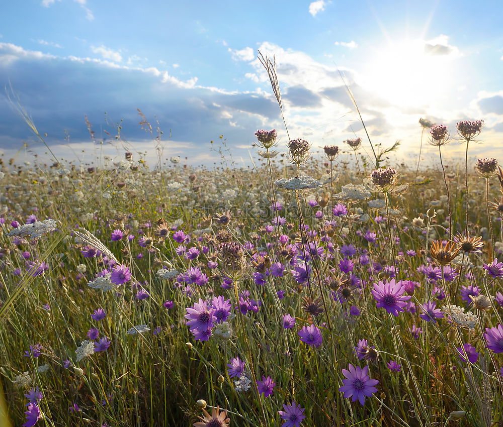 Similar – flower meadow Summer Sun