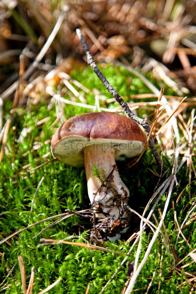 Similar – Toadstool hidden in grass