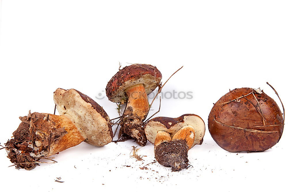 Similar – Image, Stock Photo astringency Beechnut