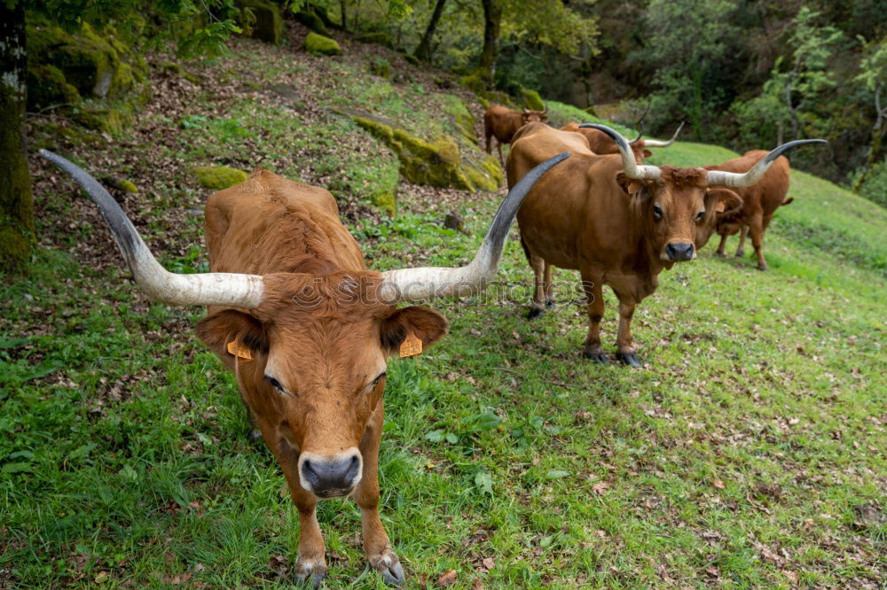 Similar – Image, Stock Photo Hirtamadl Agriculture