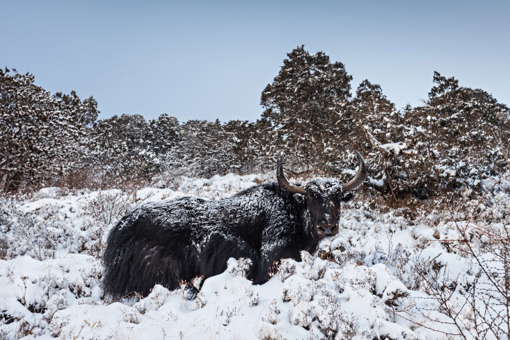 Image, Stock Photo alone in the cold Nature