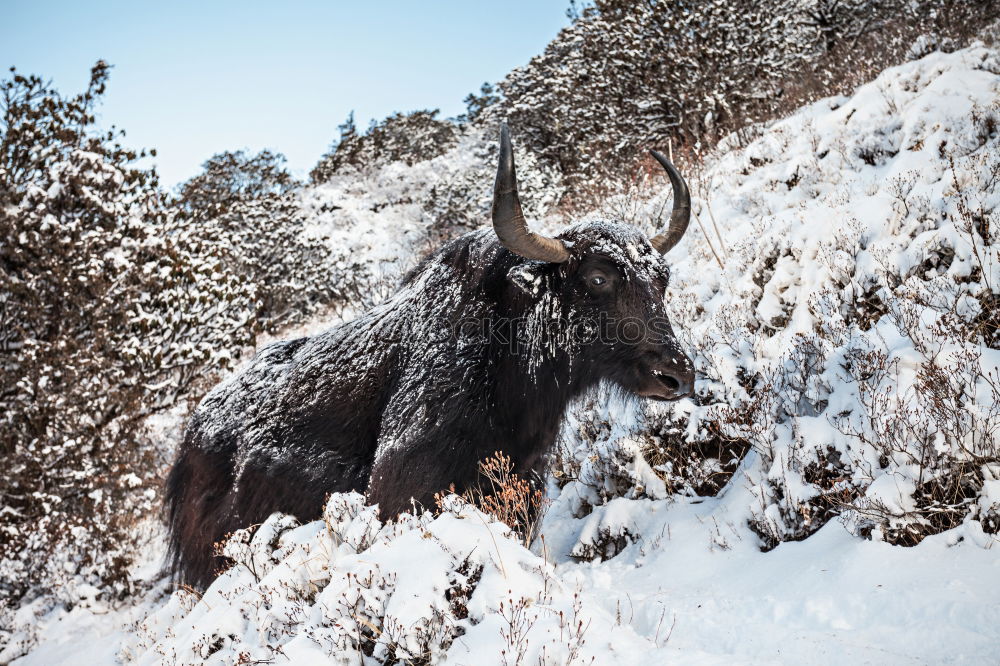 Similar – Boars pasturing between trees and snow