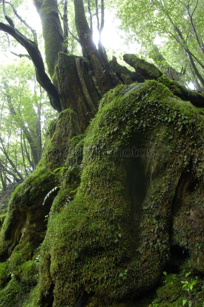 Similar – moss landscape Environment