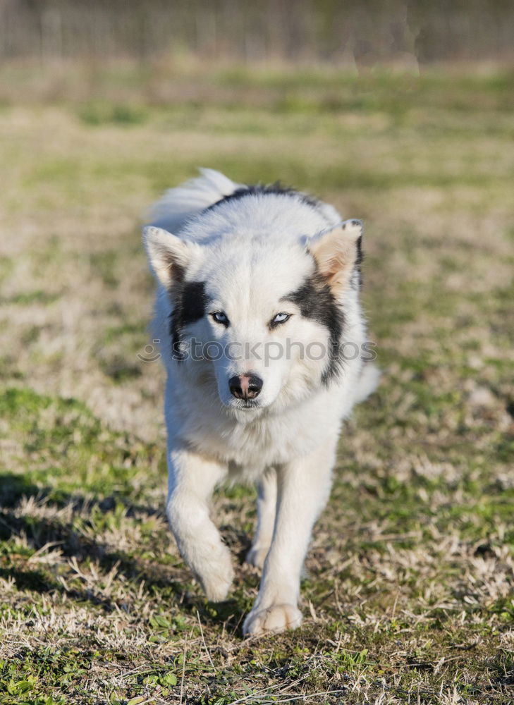 Image, Stock Photo Happy black and tan dog standing panting