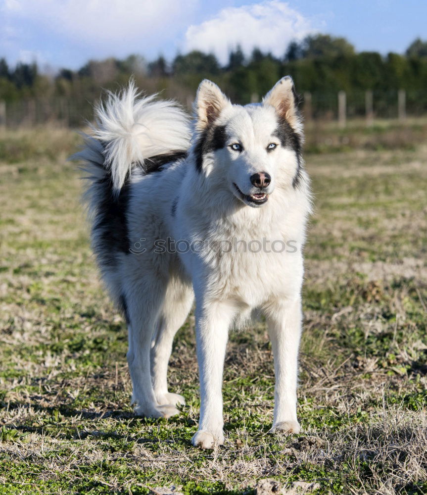 Similar – A beautiful white samoyed running through wildflowers