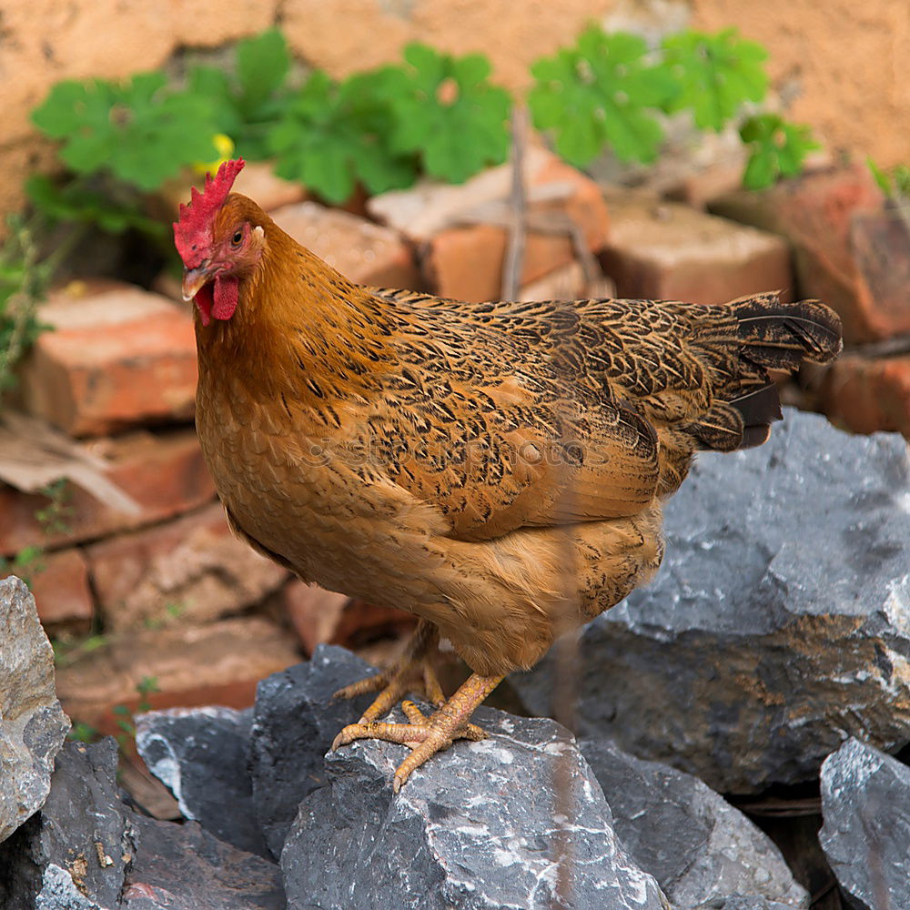 Similar – Image, Stock Photo Johanna the chicken Nature