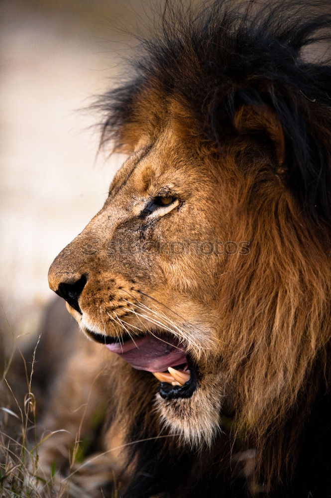 Similar – Close up side portrait of male African lion