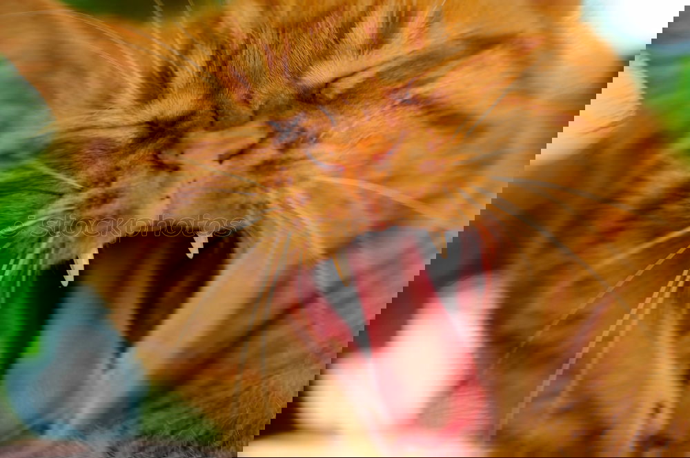 Image, Stock Photo red adult cat yawns Animal