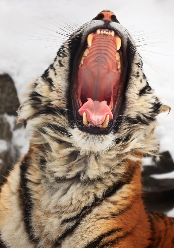 Similar – meow Tiger Siberia