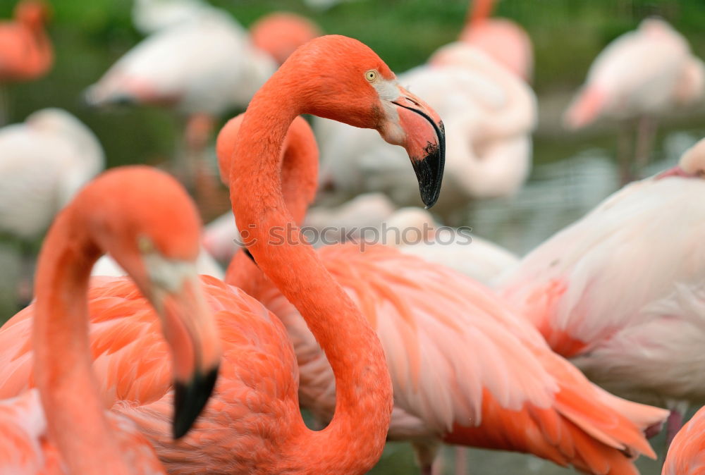 Similar – greater flamingos Animal