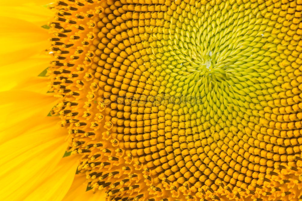 Similar – Image, Stock Photo summer gold Sunflower