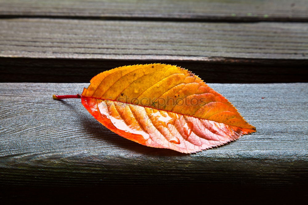 autumn Autumn leaves Leaf