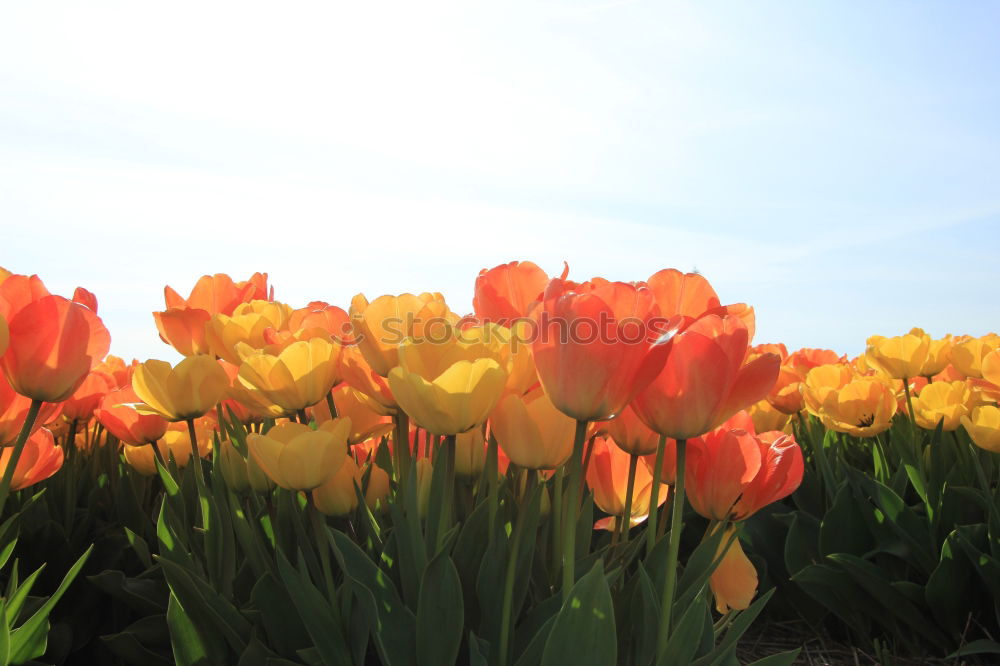 Similar – Image, Stock Photo Happy Easter Nature Sky