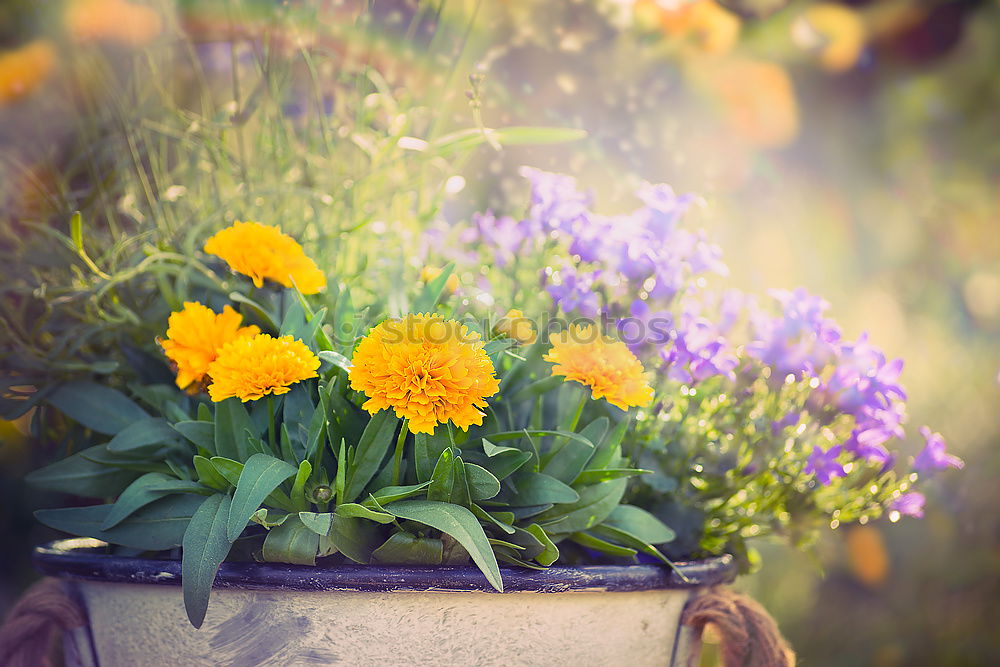 Similar – Old and dirty boots filled with flowers