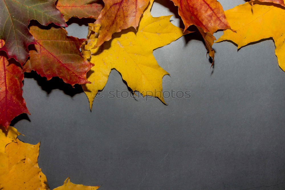 Similar – Autumn leaf on sidewalk