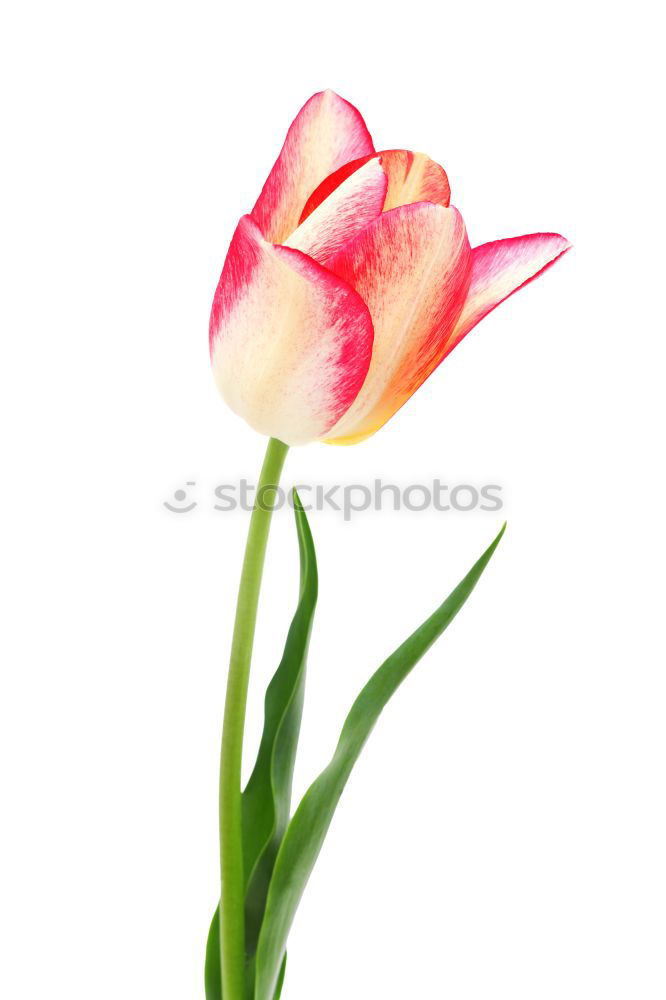 Similar – tulip Garden Decoration