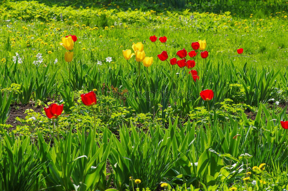 Similar – flowers speak Plant Spring