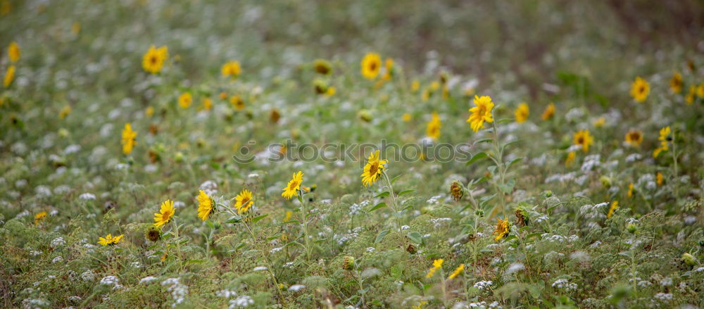 Similar – Foto Bild Sonnenblumen in Ciabot