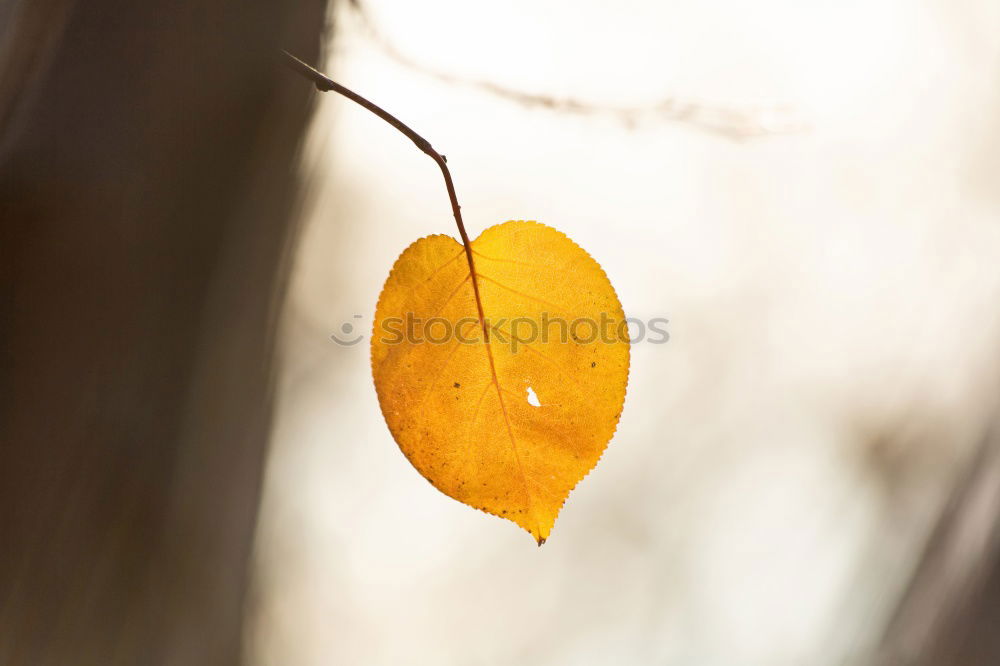 Similar – Image, Stock Photo leaf Nature Plant Autumn