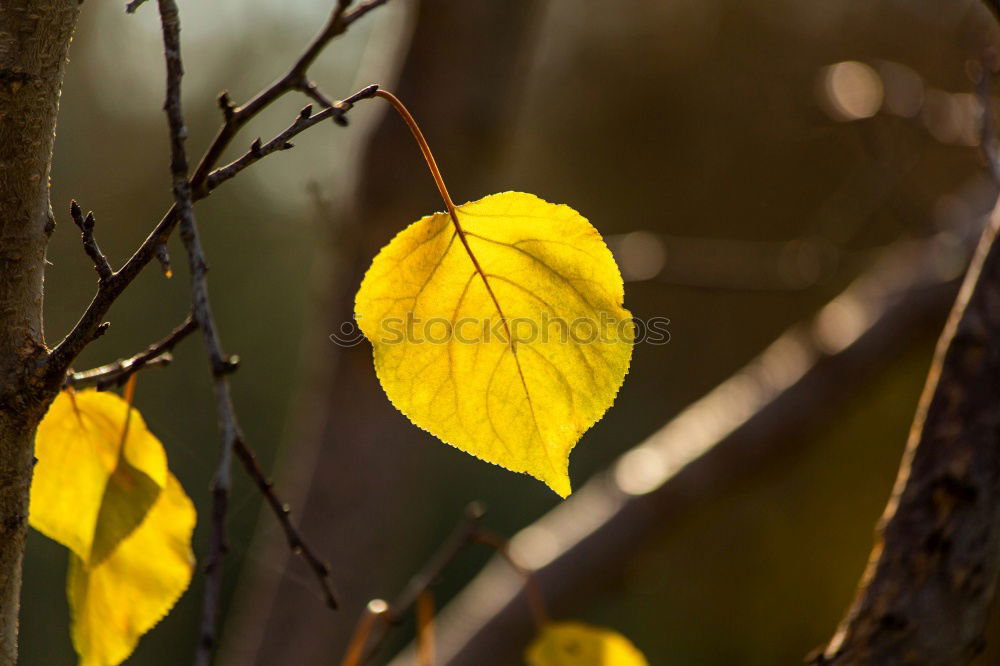 Similar – Blattgold Herbstlaub