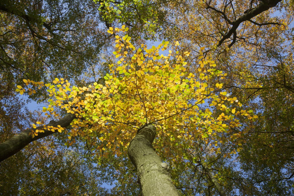 Similar – three birch… Environment