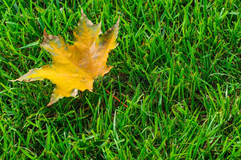 Similar – Foto Bild rot-grün… Herbst Blatt