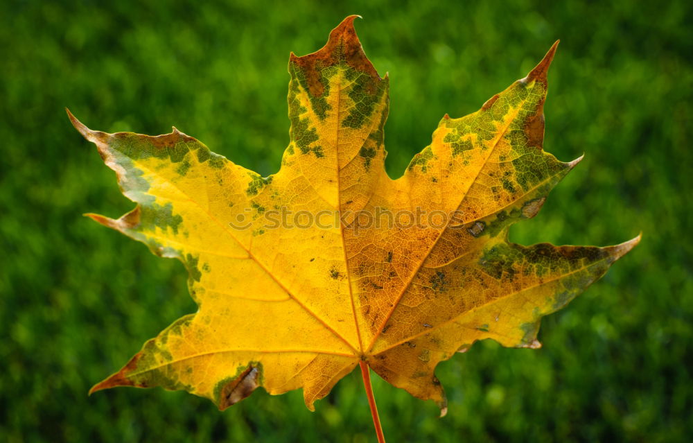 Similar – Image, Stock Photo autumn day Water lentil