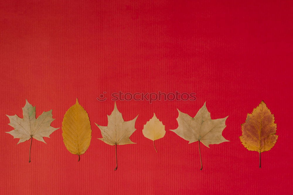 Similar – Image, Stock Photo Autumn leaves in back light