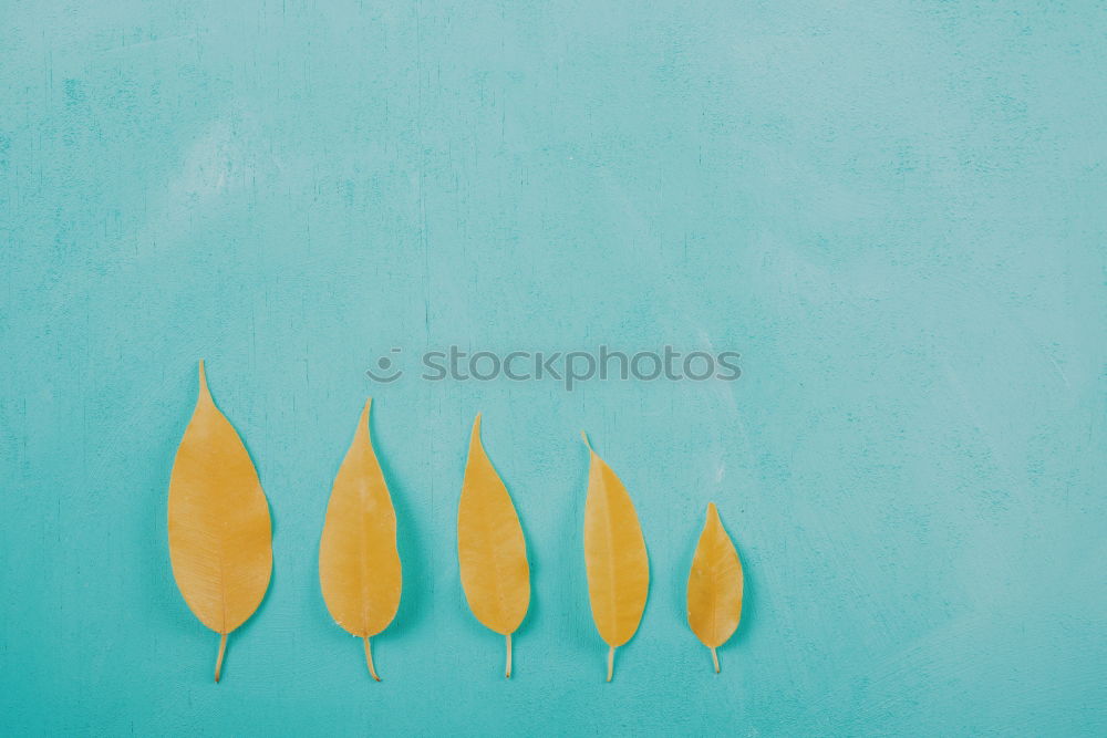 Similar – Yellow Autumn Leaves On Turquoise Wood Table